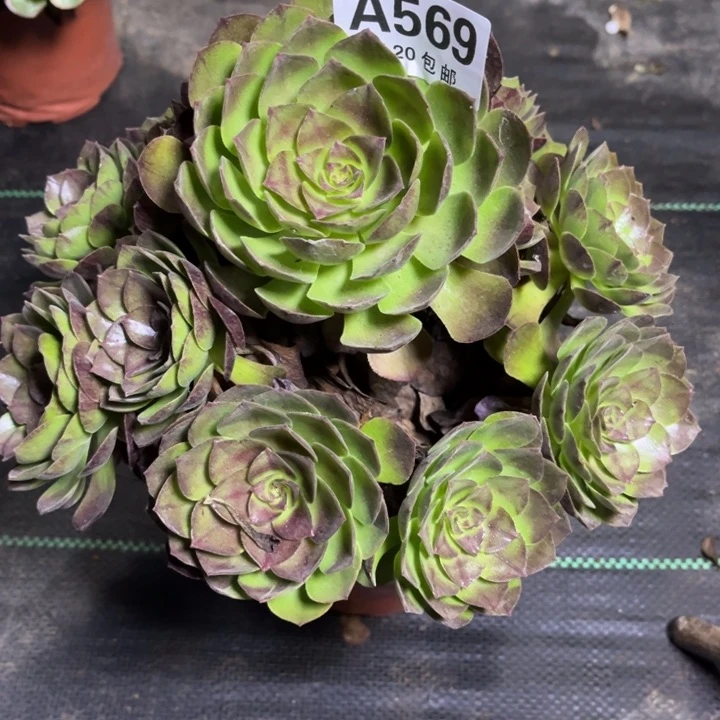 瑞妈多肉植物569