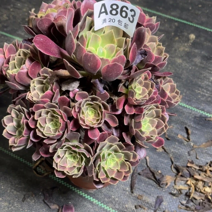 瑞妈多肉植物863