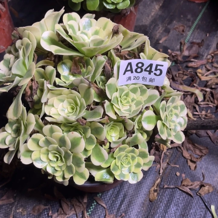 瑞妈多肉植物845