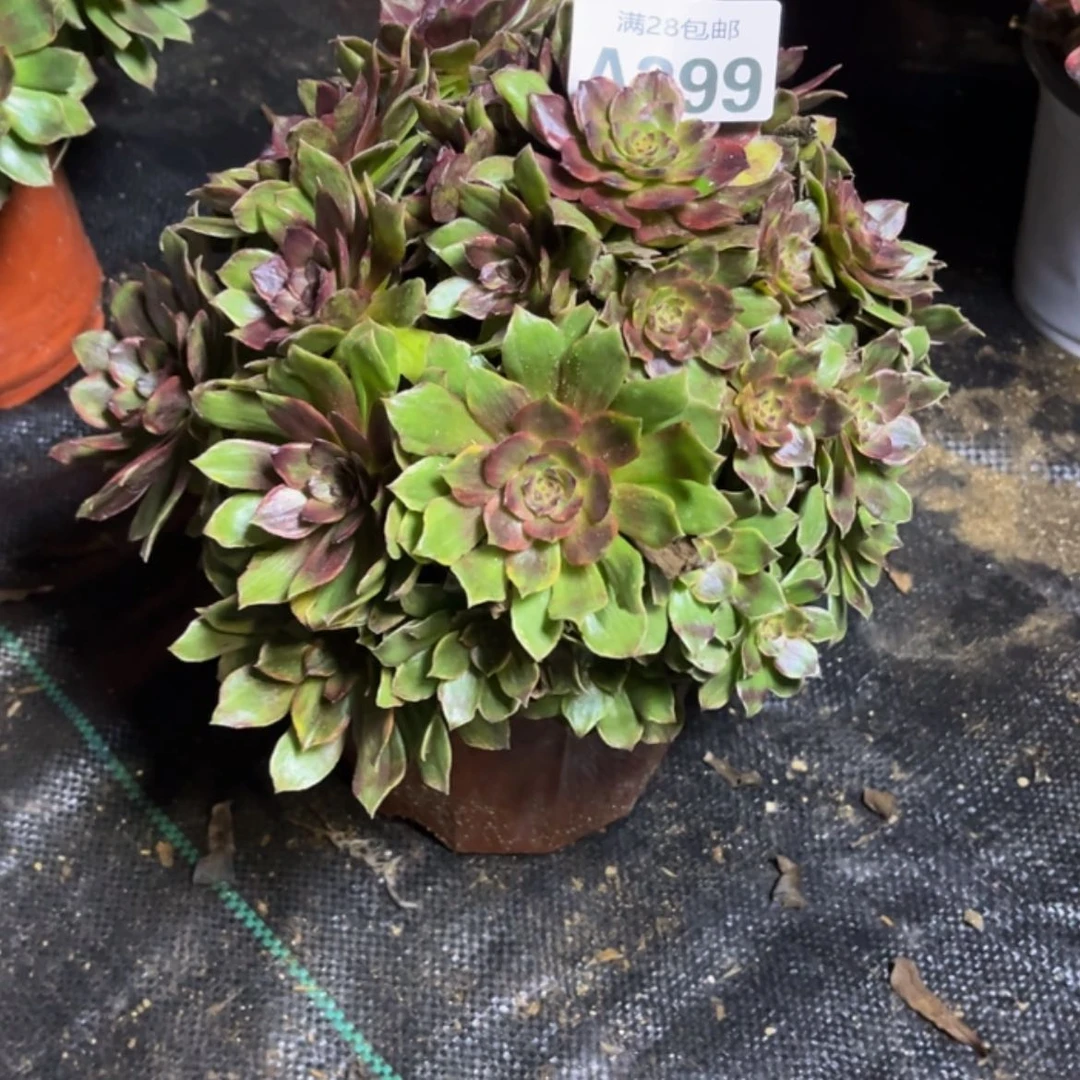 【闪购商品】多肉399