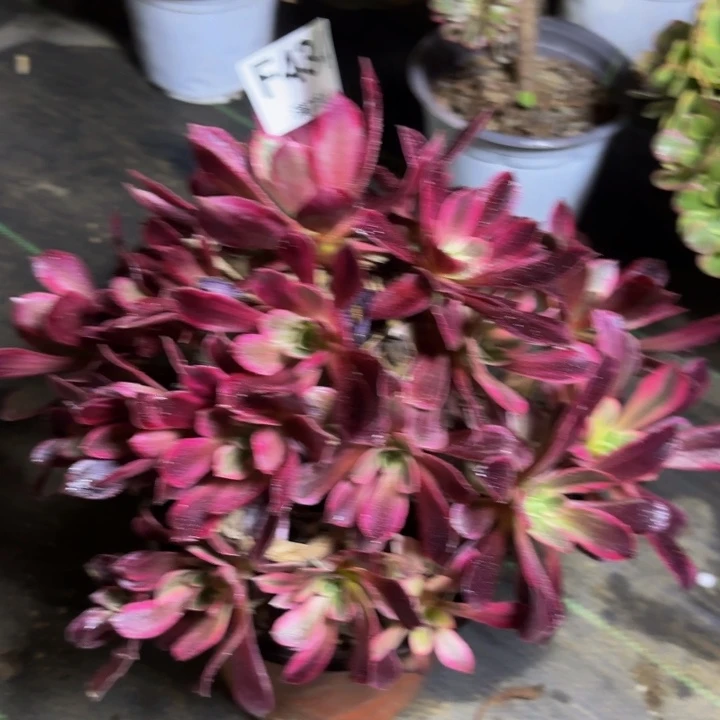 瑞妈多肉园艺434