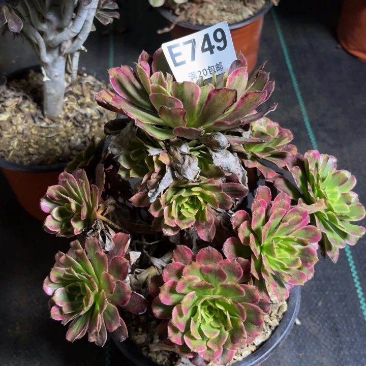 瑞妈多肉园艺有一个断枝749