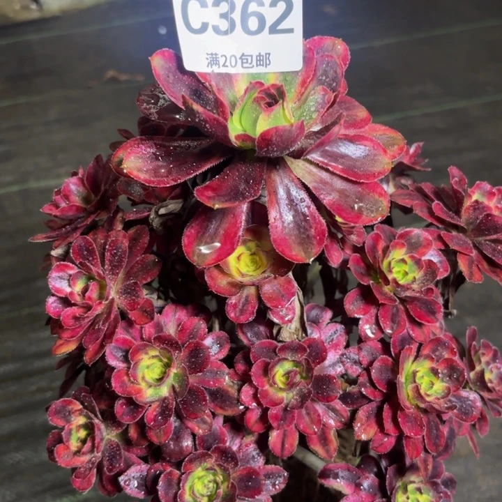 瑞妈多肉园艺362