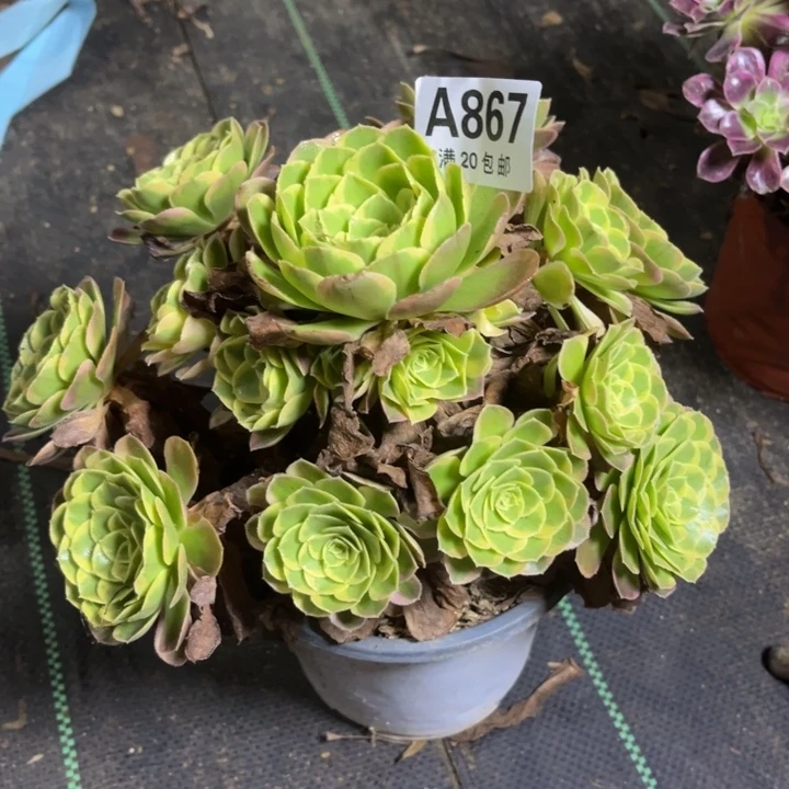 瑞妈多肉植物867