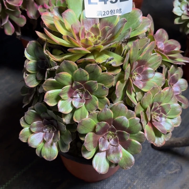 瑞妈多肉园艺492