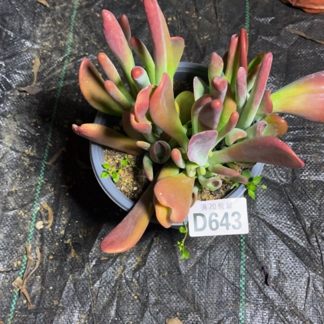 【闪购商品】多肉643