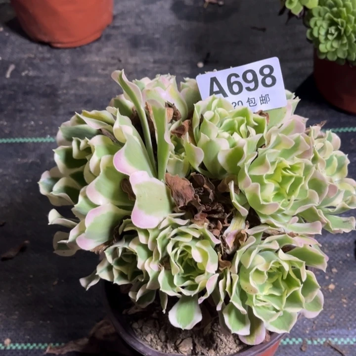 瑞妈多肉植物698