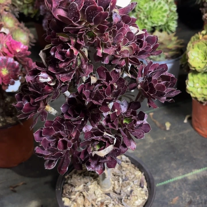 瑞妈多肉园艺193