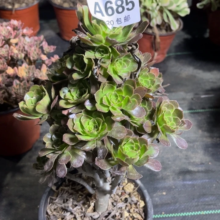 瑞妈多肉植物685