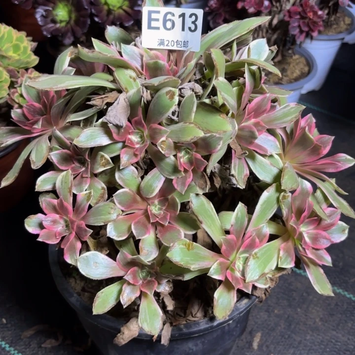 瑞妈多肉园艺613