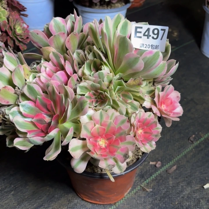 瑞妈多肉园艺497