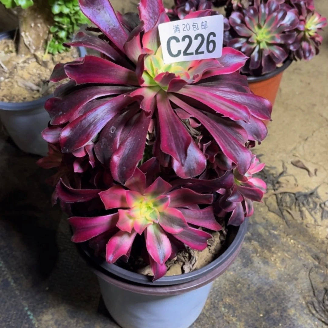 【闪购商品】多肉226