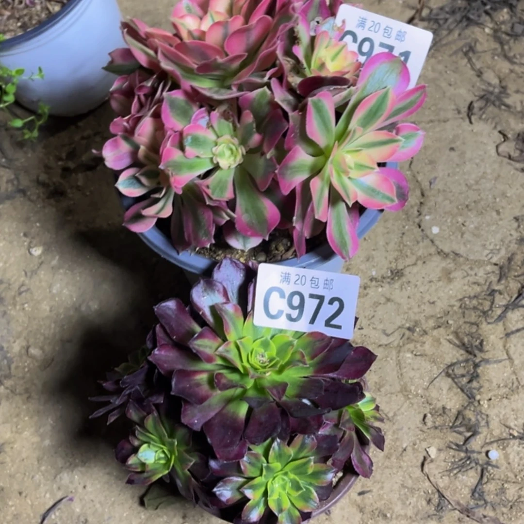 【闪购商品】多肉971.972