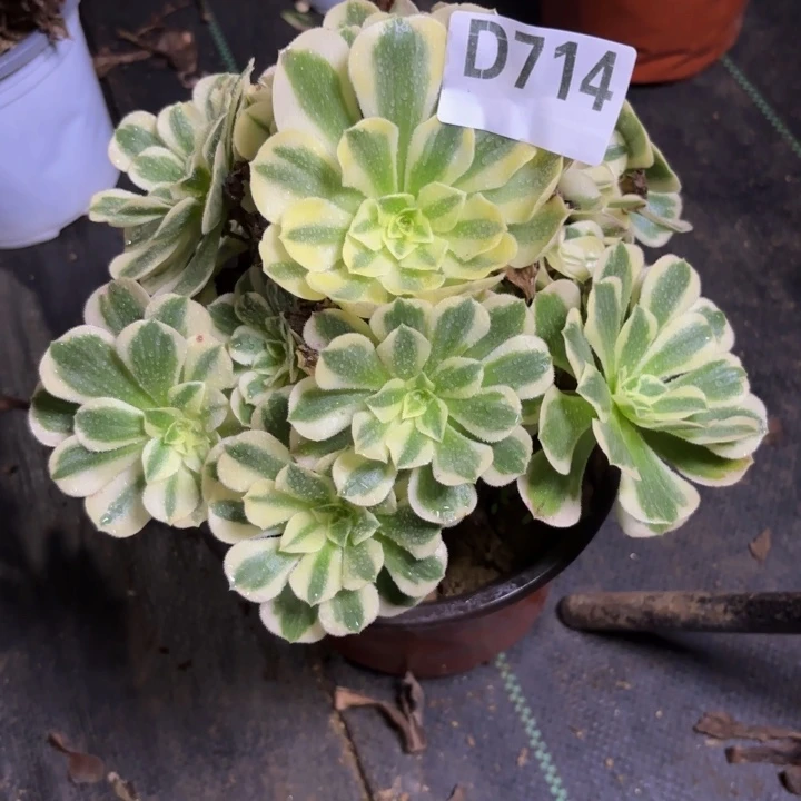 瑞妈多肉园艺714