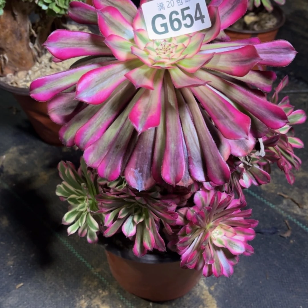【闪购商品】多肉654