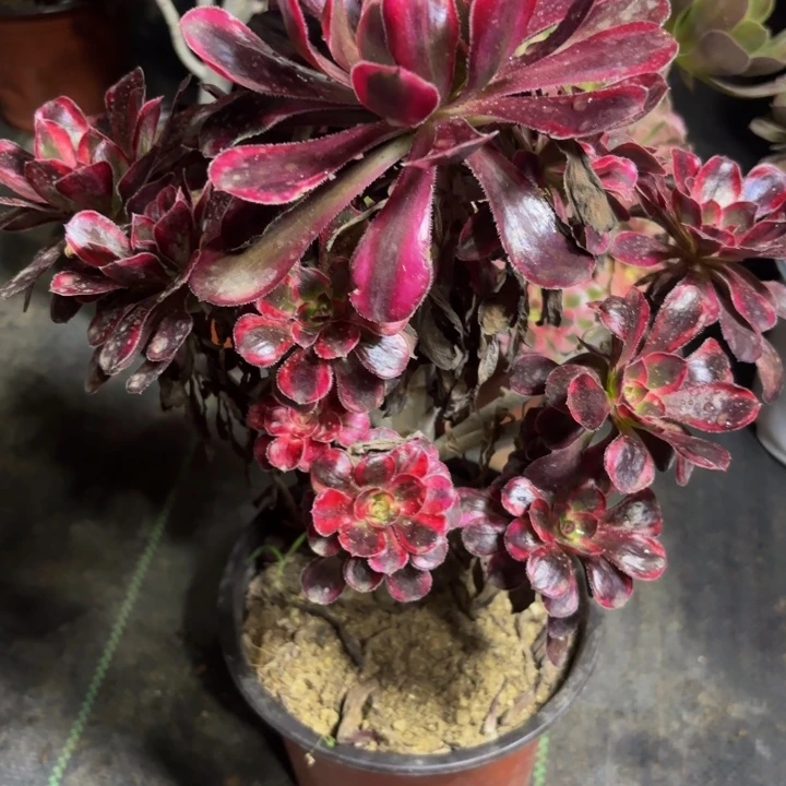 瑞妈多肉园艺364