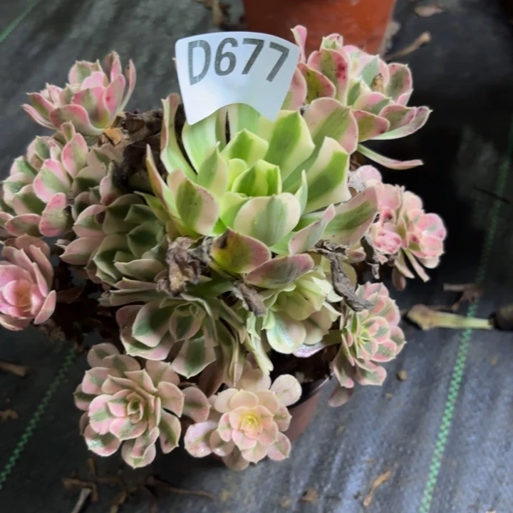 瑞妈多肉园艺677