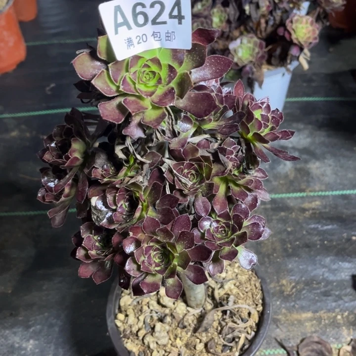 蛟**海瑞妈多肉植物624