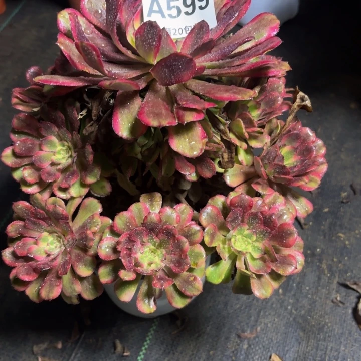 瑞妈多肉园艺599