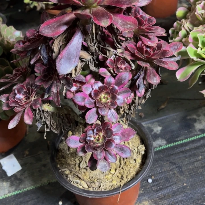 瑞妈多肉植物756