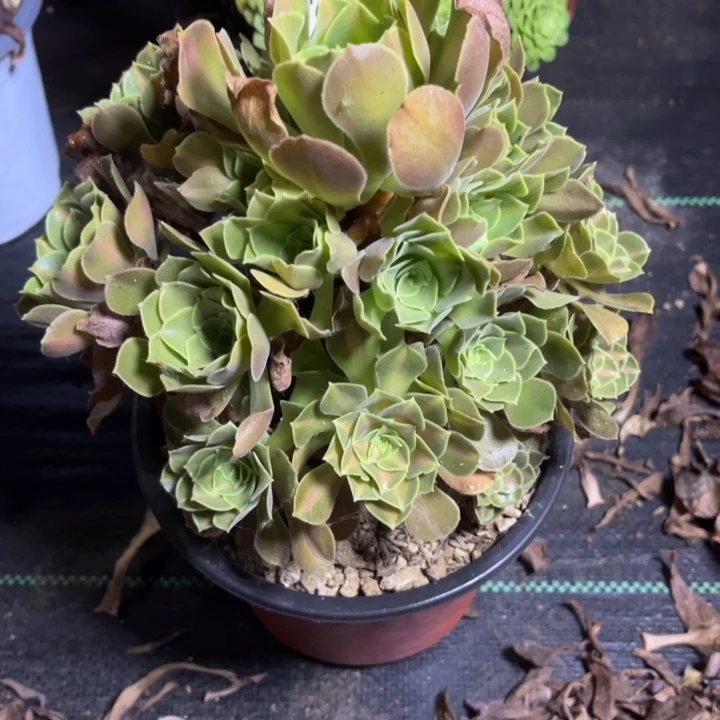 瑞妈多肉植物883