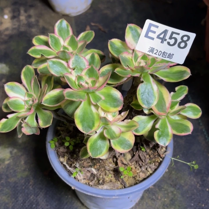 瑞妈多肉园艺458
