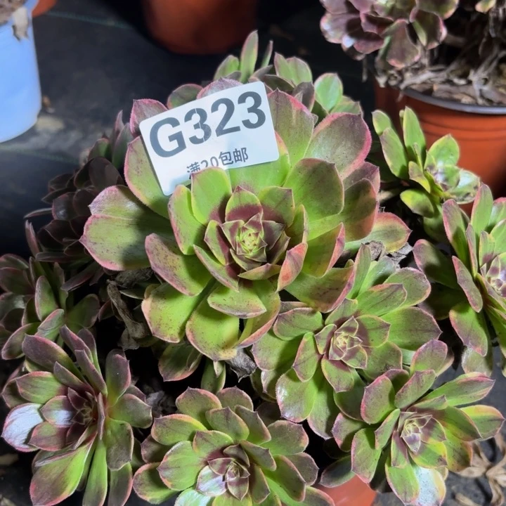 瑞妈多肉园艺323