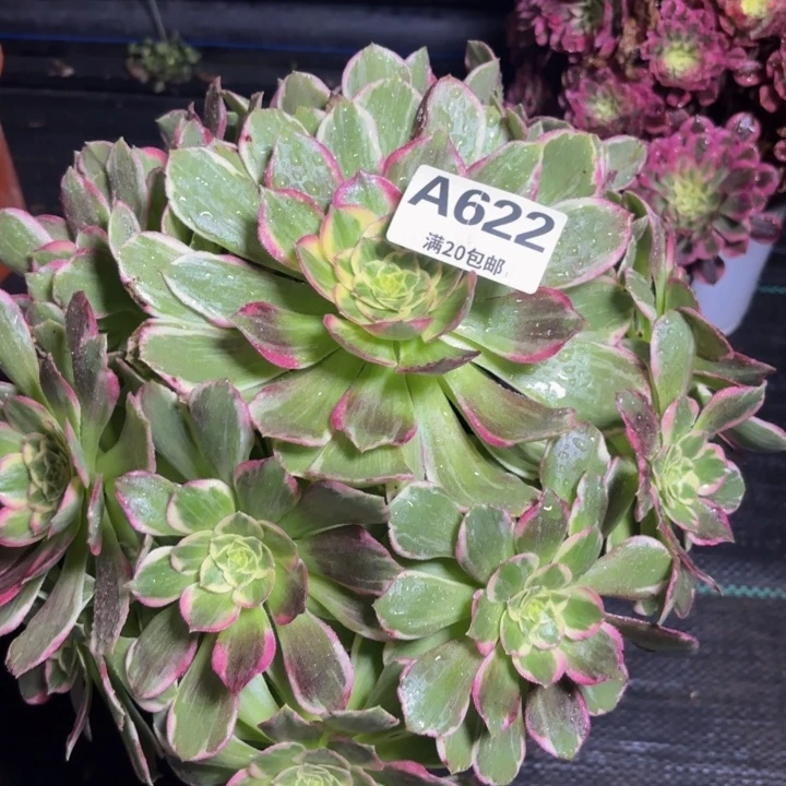 瑞妈多肉园艺622