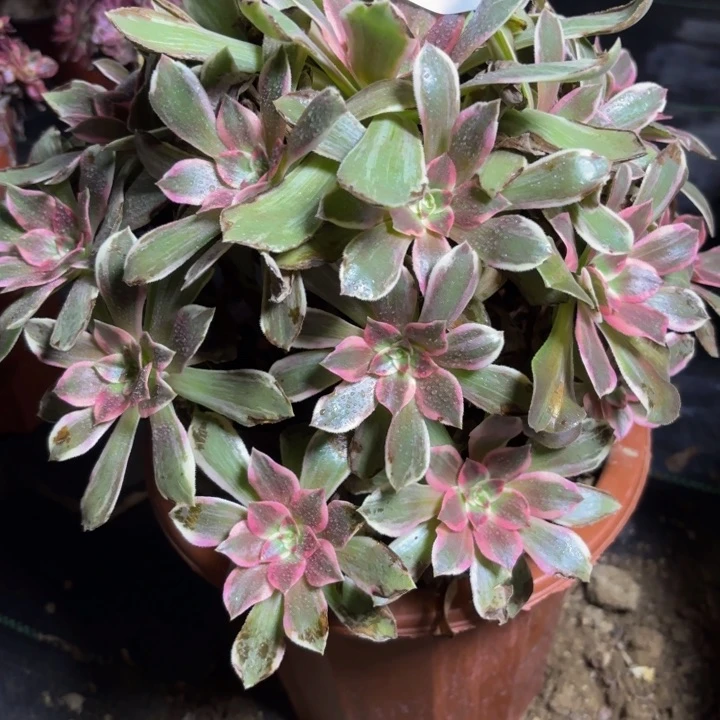 瑞妈多肉园艺 763