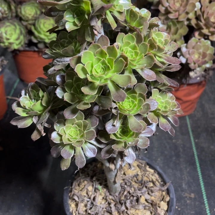 瑞妈多肉植物966