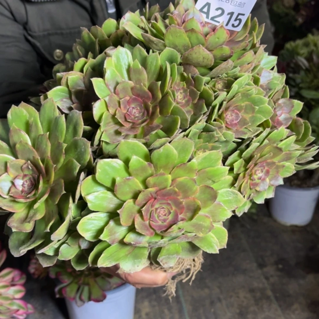 【闪购商品】多肉215