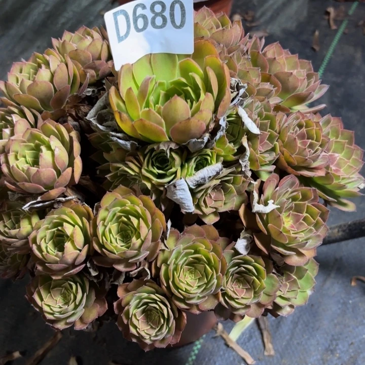 瑞妈多肉园艺680