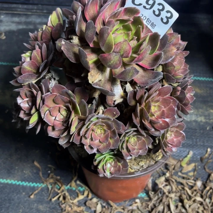 瑞妈多肉园艺933