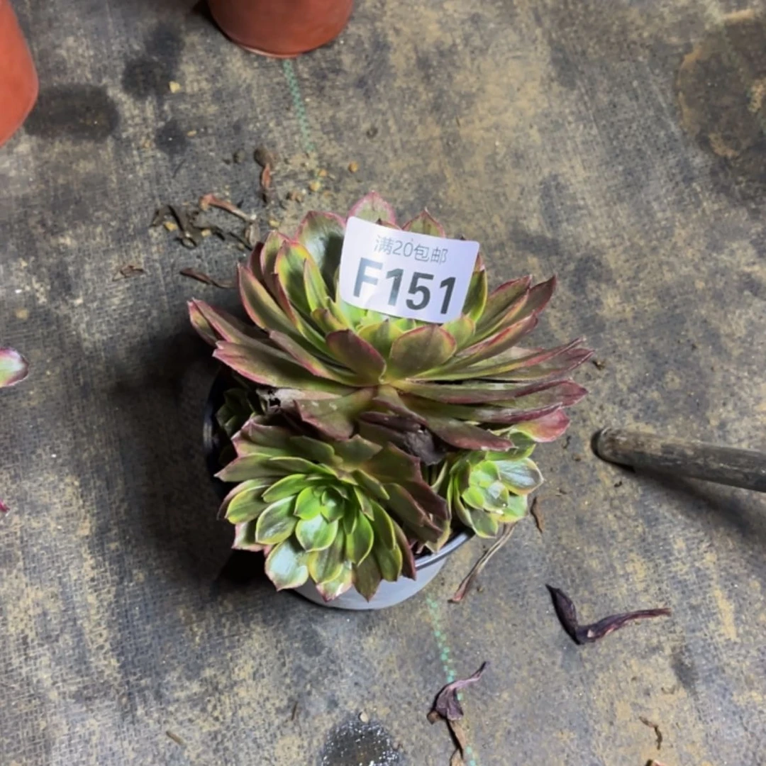 【闪购商品】多肉151