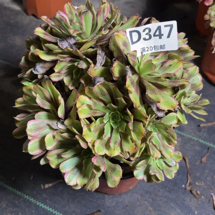 瑞妈多肉园艺347