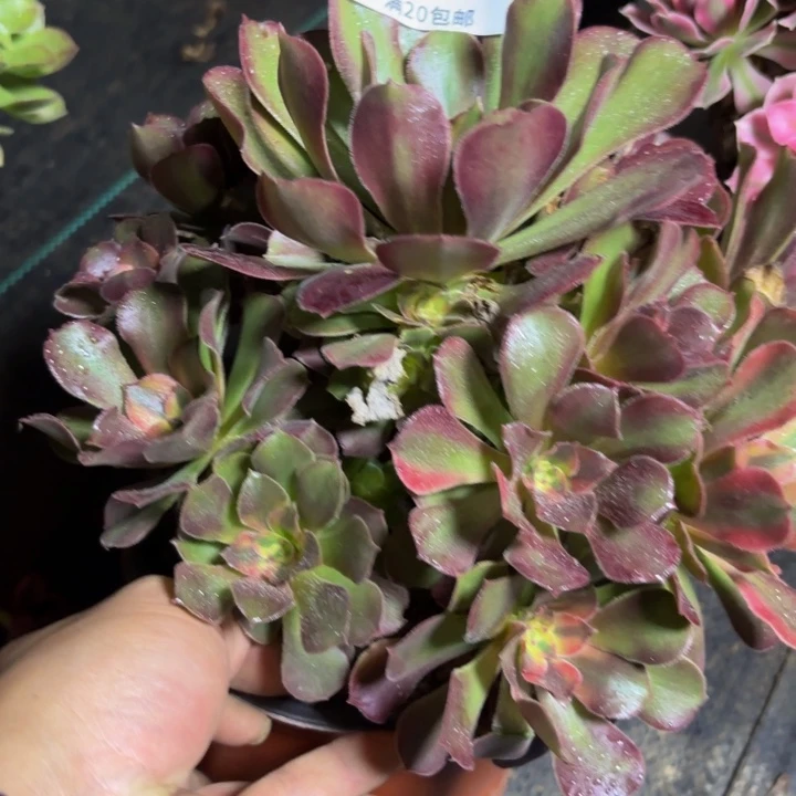 瑞妈多肉园艺 553