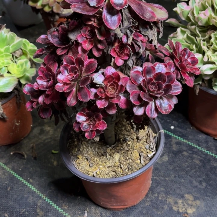 瑞妈多肉植物982