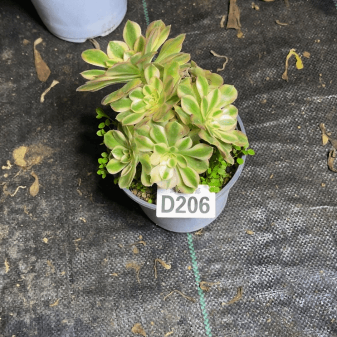 【闪购商品】懒**.多肉206