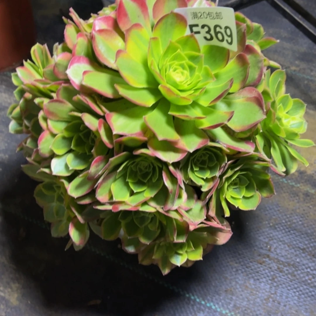 【闪购商品】伊**?多肉369
