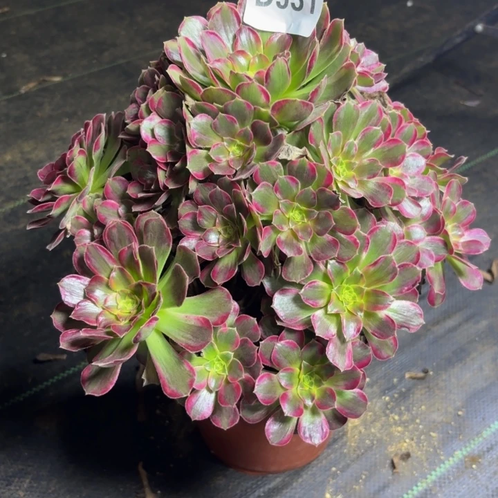 瑞妈多肉园艺931