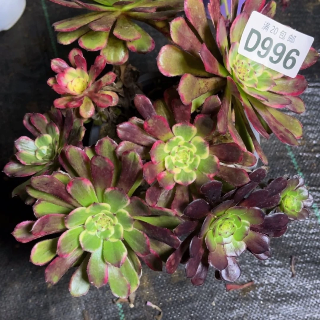 【闪购商品】多肉996
