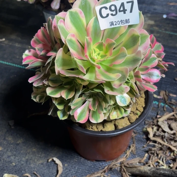 瑞妈多肉园艺947