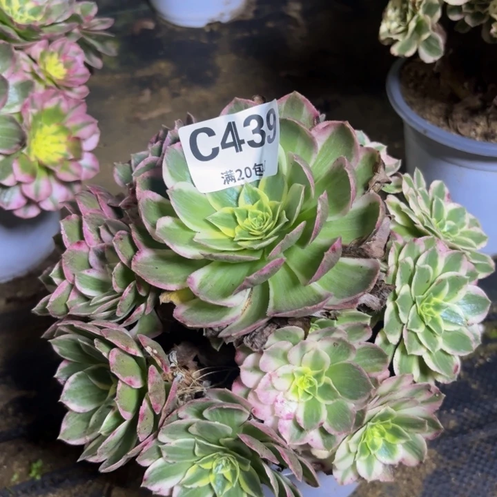 瑞妈多肉园艺439
