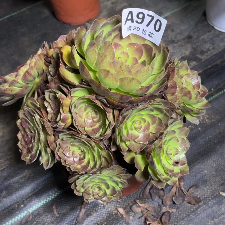 瑞妈多肉植物970