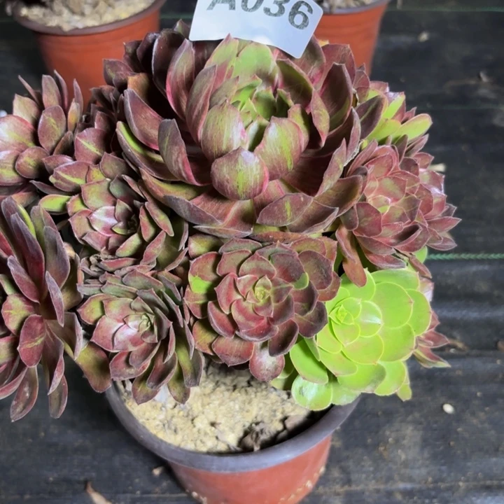 瑞妈多肉园艺036