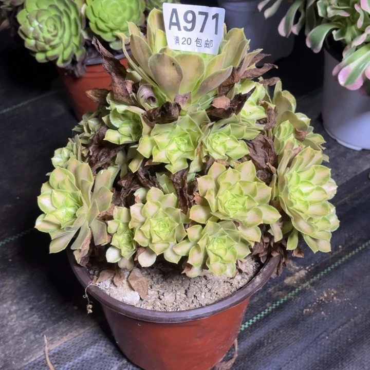 瑞妈多肉植物971