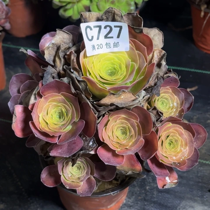 瑞妈多肉植物727