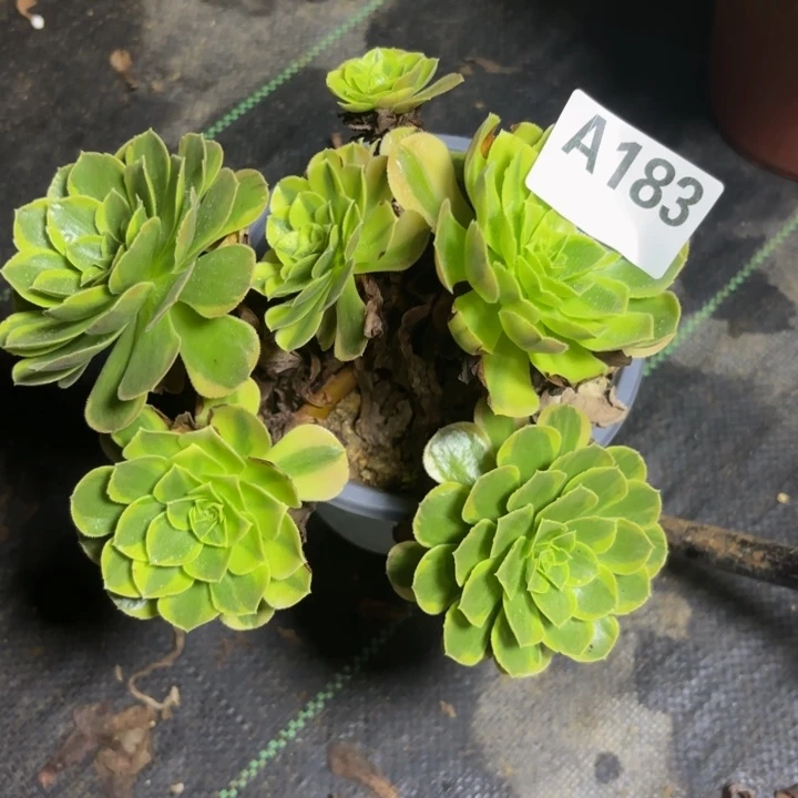 瑞妈多肉园艺183