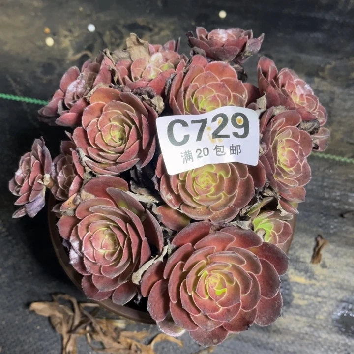 瑞妈多肉植物729