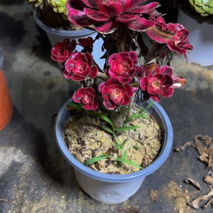 瑞妈多肉园艺806